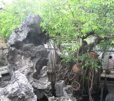 Cây sanh 'thế lạ' giá 14 tỷ đồng