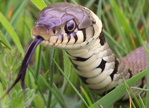 Hành trình vào rừng U Minh Hạ tìm rắn hổ mây khổng lồ