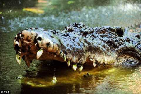 Những chuyện chưa biết về cá sấu Xiêm khổng lồ