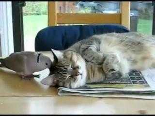 Ngộ nghĩnh clip chim phá bĩnh mèo