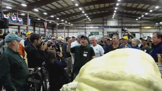 Mục sở thị quả bí ngô 'khủng' nặng gần 1 tấn