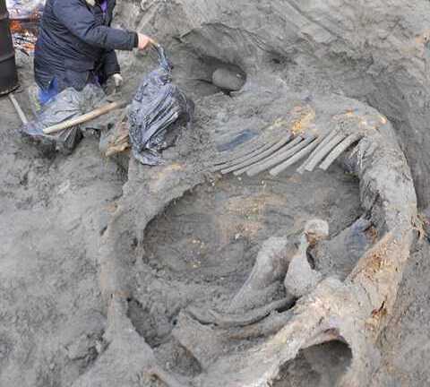 Phát hiện xác voi ma mút 30.000 năm