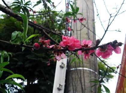 Đào nở rực giữa thu: Nhà khoa học nói gì?