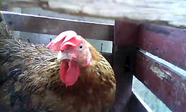 Video: Gà mái có mào, gáy như gà trống