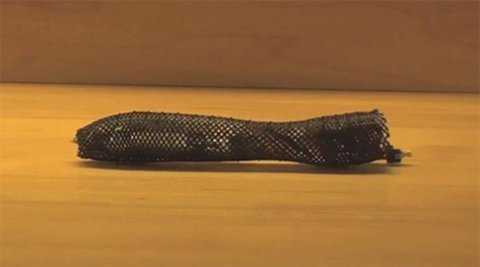 Mỹ chế tạo ra giun gián điệp