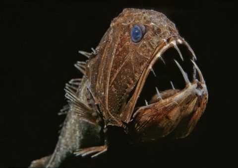 Cận cảnh những 'quái vật' dưới đáy đại dương