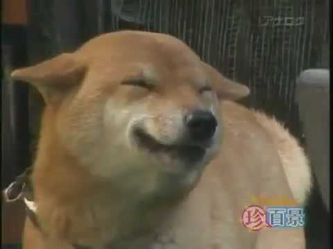 Chú chó mỉm cười dễ thương khi gặp chủ