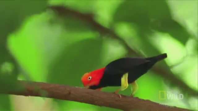 Chim nhảy giật lùi như Michael Jackson