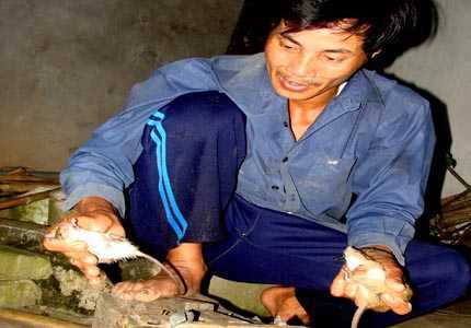 Chuyện lạ về anh nông dân vỗ béo chuột... làm giàu