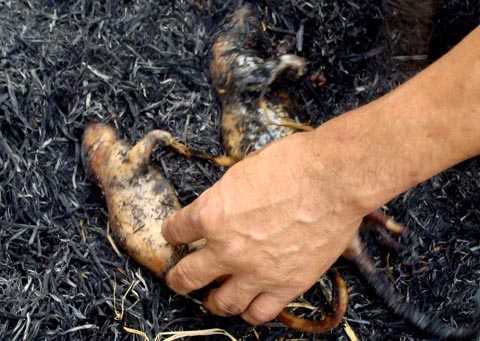 Những món thịt chuột lạ lùng ở quê lúa