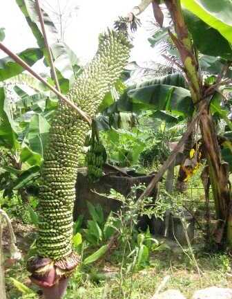 Buồng chuối 'khủng' hơn 200 nải ở Nghệ An