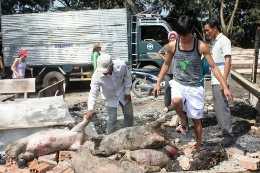 Cháy lớn, 50 con heo bị 'quay' chín