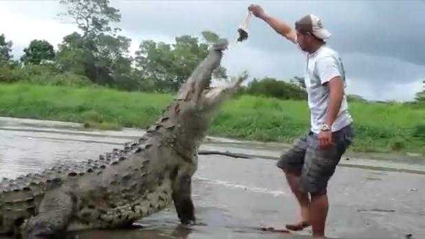 Cá sấu xổng chuồng: Truy tìm 7 con cuối