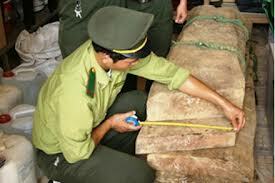 Lâm tặc đốn xong cây sưa giá trăm tỉ