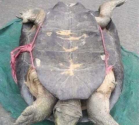 'Rùa thần' 500 tuổi có giá 30 triệu đồng?