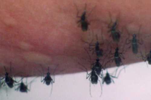 Muỗi bùng phát tại TP.HCM