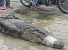 Cá sấu xổng chuồng: Còn một con 'mất tích'
