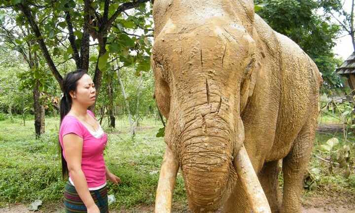 Voi bị chém hàng trăm nhát 'đã chết gần 2 năm'