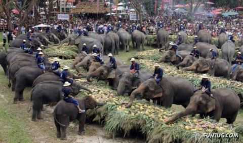 Đến Thái Lan uống cafe... phân voi