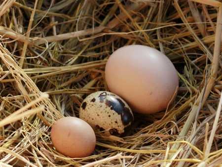 Trứng gà bé nhất thế giới có mặt ở Hà Nội?