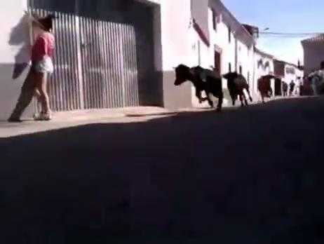 Cô gái chạy trốn bò, lao thẳng vào... tường