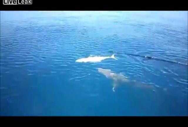 Cá mập cướp cá của người đi câu