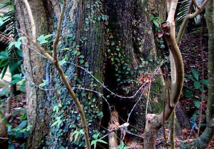 Chuyện 'cụ sưa cụt đầu' có giá cả trăm tỷ đồng