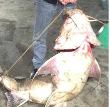 Bắt được một trong 'tứ quý hà thuỷ' trên sông Gâm