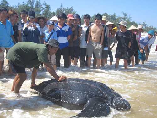 Bắt được rùa biển lạ nặng trên 300 kg