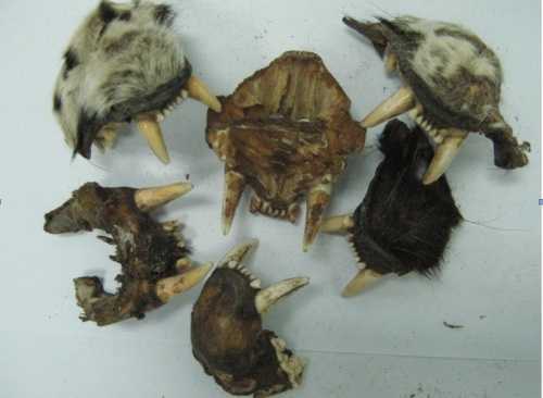 'Được biếu' hơn 100 nanh vuốt sư tử, báo