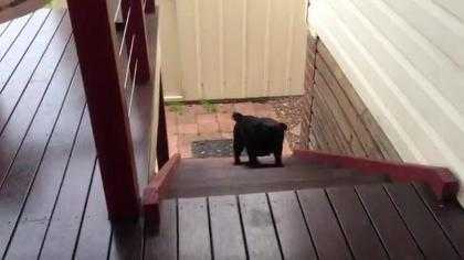 Cách lên cầu thang 'siêu' độc của chú chó pug