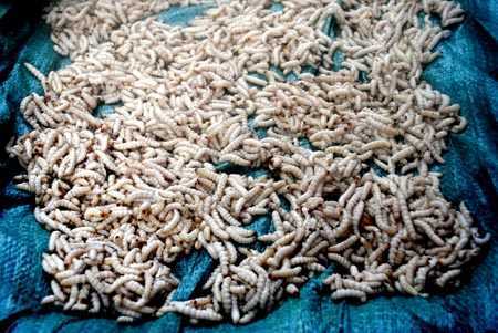 Lên Mường Lát thưởng thức món sâu