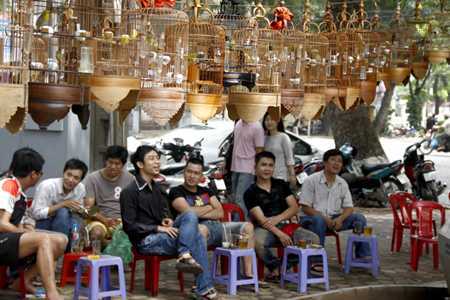 Đại gia Hà thành bỏ tiền 'khủng' chơi chim