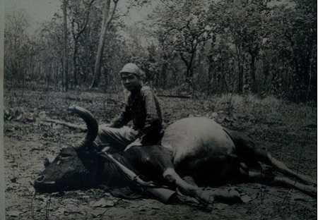 Bí ẩn về loài bò xám huyền thoại ở Việt Nam