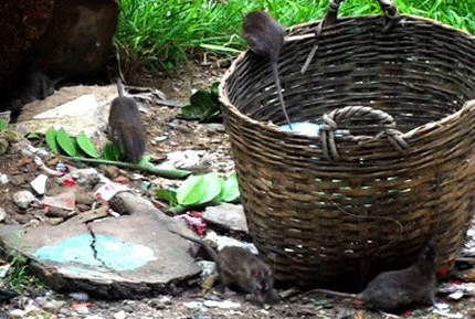 Chuột hoành hành ở TP.HCM: Nhiều người nhiễm bệnh