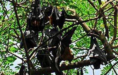 Hàng ngàn con dơi ‘khủng’ treo lủng lẳng ở Sóc Trăng