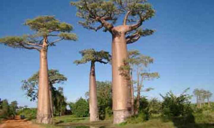 Gặp người sở hữu 108 cây 'thần' ở Hà Nội