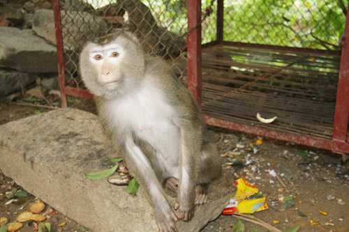 Náo loạn vì khỉ 3 chân thích đàn bà, tấn công đàn ông