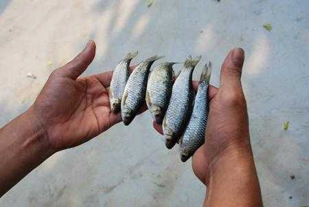 Chuyện lạ Ninh Bình: Cá tiến vua 15.000 đ/kg