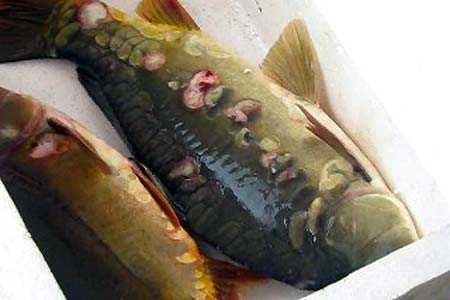 Lạ lùng cá chép ma, voọc quần đùi trắng