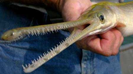 Sự thật về cá “mình chuối, đầu sấu” ở Hải Phòng