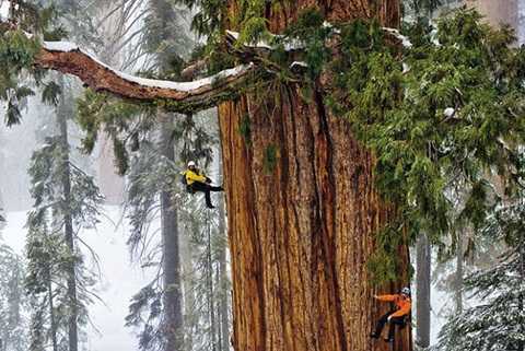 'Quái cây' 3.200 tuổi mang tên 'Tổng thống'