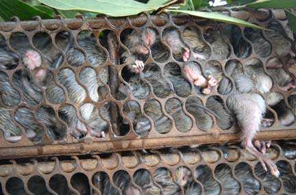 Bắt chuột để ăn, chuột cắn sốt li bì