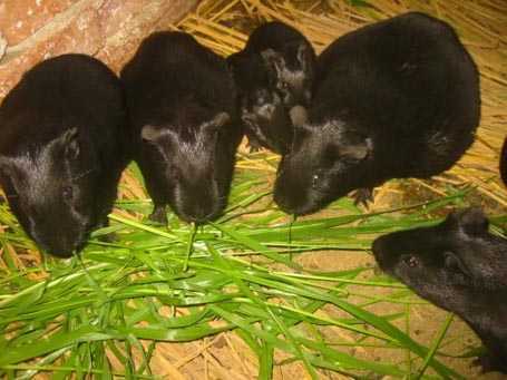 Đua nhau nuôi chuột thành... chồn nhung đen