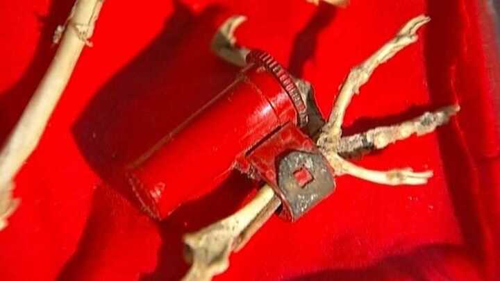 Bí ẩn mật thư không thể giải mã trên xương chim bồ câu