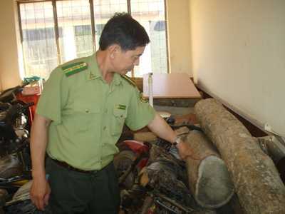 Ồ ạt săn 'gỗ lạ' có khả năng đổi màu