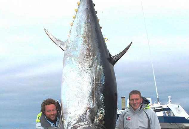 Liên hoan phim Quốc tế Hà Nội: Xấu hổ vì phim Việt