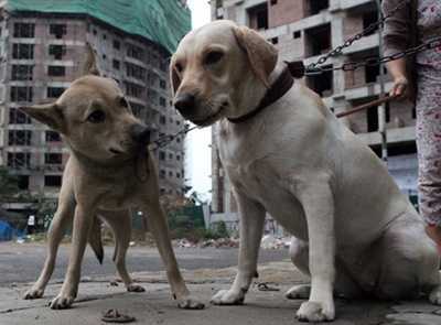 Sửa quy định tiêu hủy chó, mèo vô chủ
