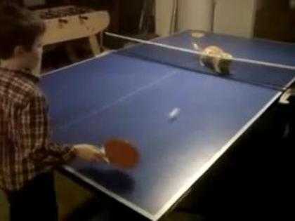 Chú mèo chơi bóng bàn