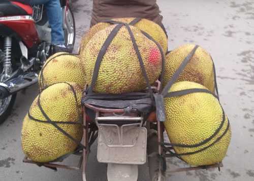 Mít non chín vàng, thơm lừng sau 2 ngày nhờ thuốc lạ